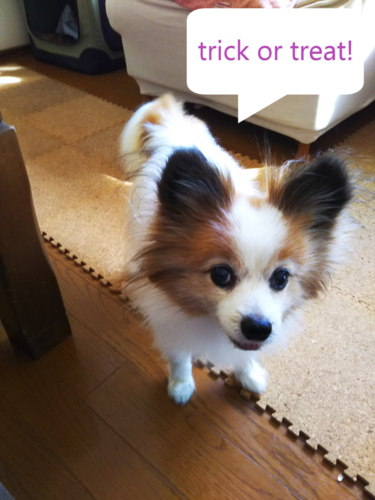 f:id:monachabimama:20191012113533p:plain