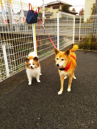 f:id:monachabimama:20191026120810j:plain