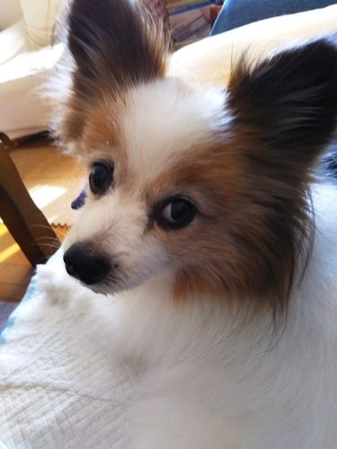 f:id:monachabimama:20191101140027j:plain