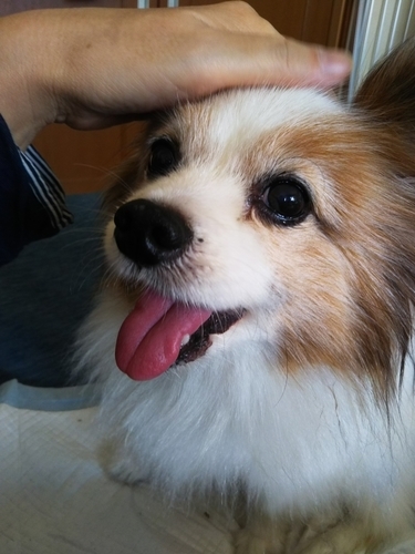 f:id:monachabimama:20191101140130j:plain