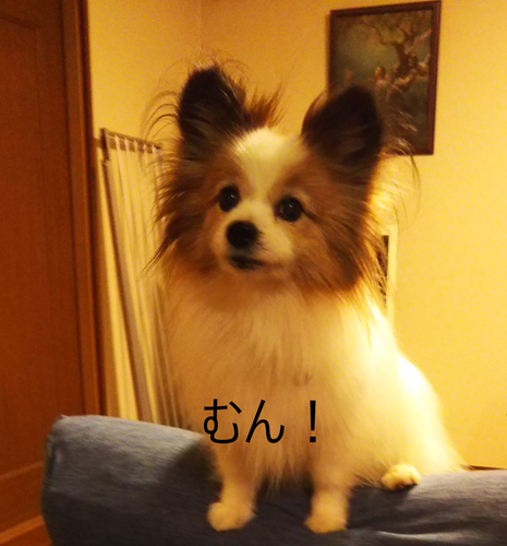 f:id:monachabimama:20191207141008p:plain
