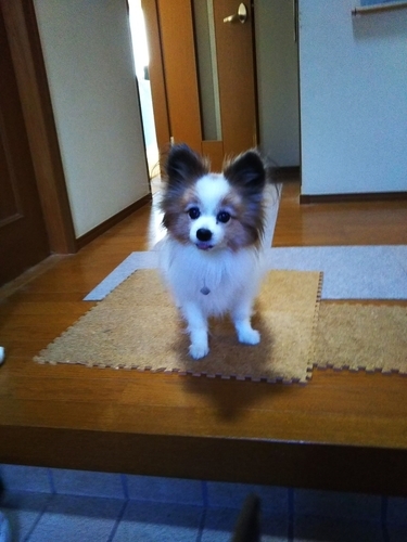 f:id:monachabimama:20191211173237j:plain