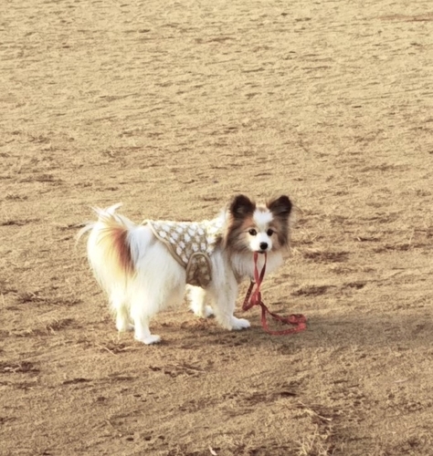f:id:monachabimama:20191214103207j:plain