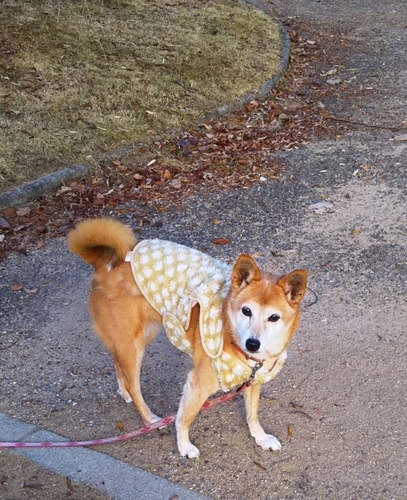 f:id:monachabimama:20191214103227j:plain