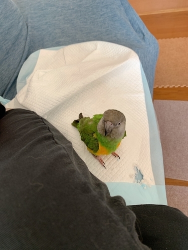 f:id:monachabimama:20191218153041j:plain f:id:monachabimama:20191218153041j:plain