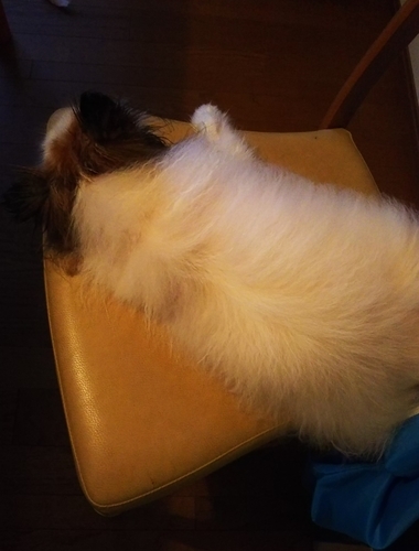 f:id:monachabimama:20191220173858j:plain