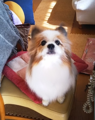 f:id:monachabimama:20200329084721j:plain