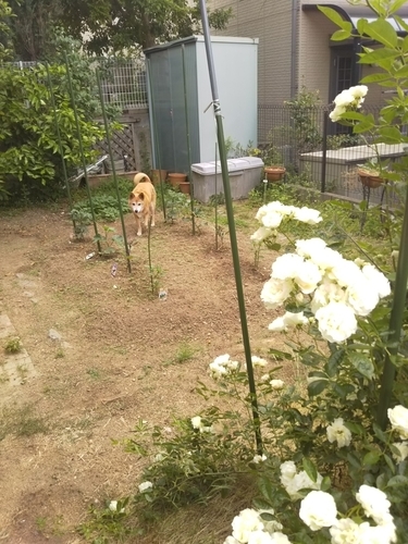 f:id:monachabimama:20200524171617j:plain f:id:monachabimama:20200524171617j:plain