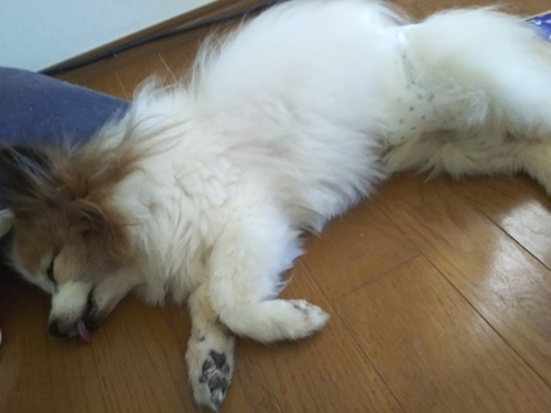 f:id:monachabimama:20200820155706j:plain