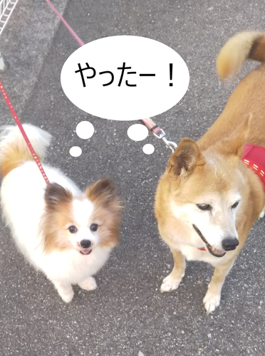 f:id:monachabimama:20200822150614p:plain