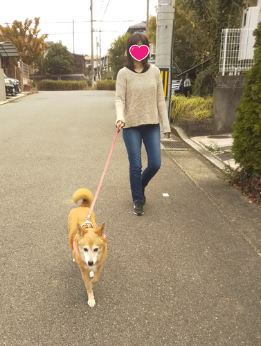 f:id:monachabimama:20201123141531p:plain