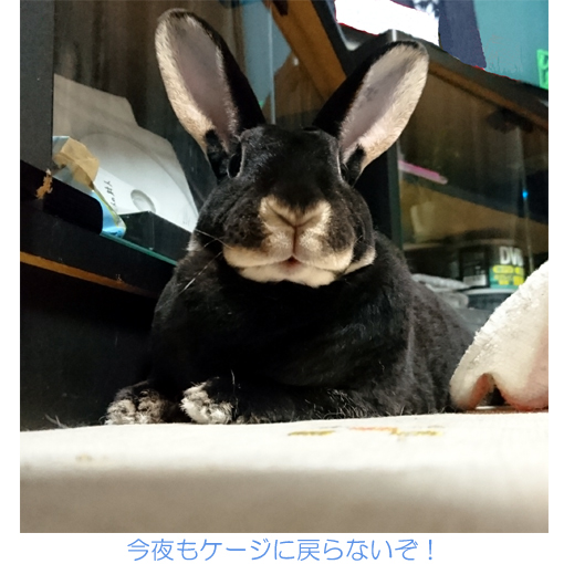 f:id:monakablackrabbit:20170913163105j:plain f:id:monakablackrabbit:20170913163105j:plain