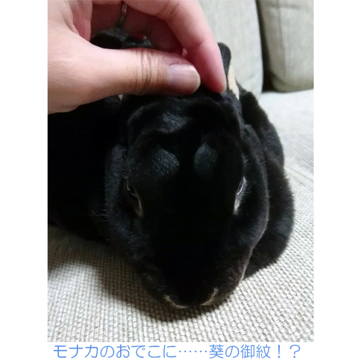 モナカ また換毛期突入なの モナカです 黒ウサギ