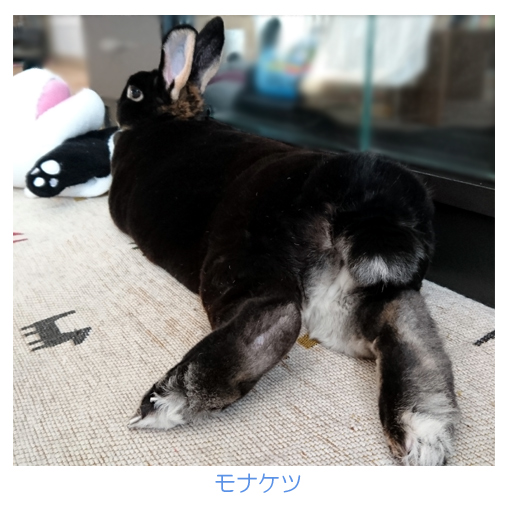 成田ゆめ牧場の うさケツ展 へ行ってみたい モナカです 黒ウサギ