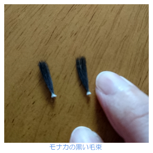 モナカの貴重な白のほっぺ毛 モナカです 黒ウサギ