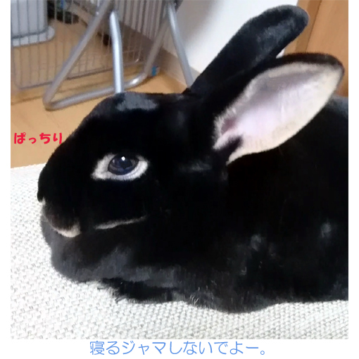 f:id:monakablackrabbit:20180608184752j:plain f:id:monakablackrabbit:20180608184752j:plain