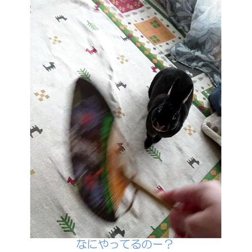 f:id:monakablackrabbit:20180615183806j:plain f:id:monakablackrabbit:20180615183806j:plain