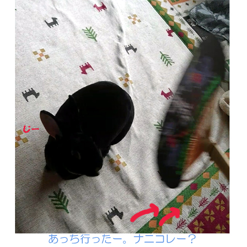 f:id:monakablackrabbit:20180615184233j:plain f:id:monakablackrabbit:20180615184233j:plain