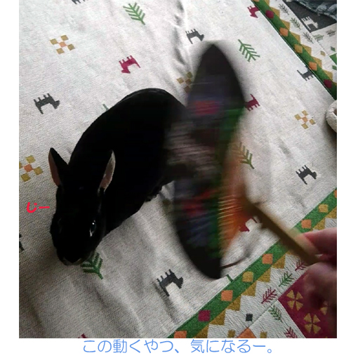 f:id:monakablackrabbit:20180615184341j:plain f:id:monakablackrabbit:20180615184341j:plain