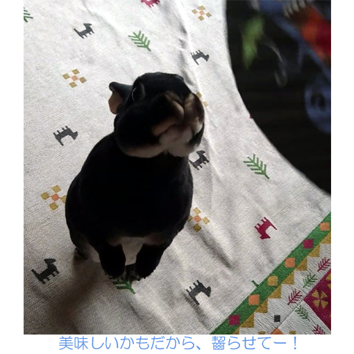 f:id:monakablackrabbit:20180615184508j:plain f:id:monakablackrabbit:20180615184508j:plain