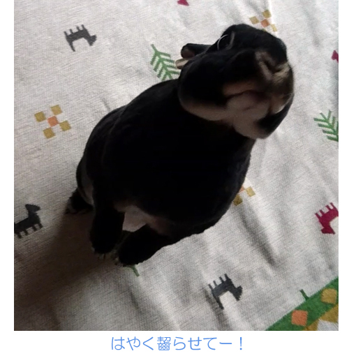 f:id:monakablackrabbit:20180615185343j:plain f:id:monakablackrabbit:20180615185343j:plain