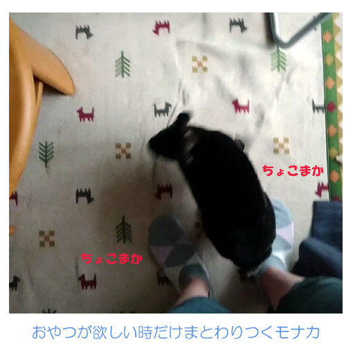 f:id:monakablackrabbit:20180620165923j:plain f:id:monakablackrabbit:20180620165923j:plain