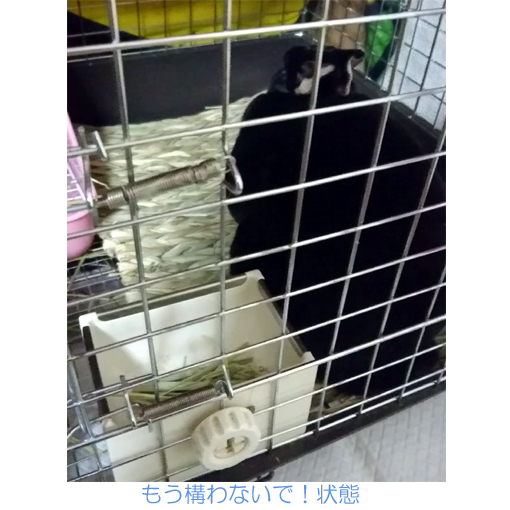 f:id:monakablackrabbit:20181025215319j:plain f:id:monakablackrabbit:20181025215319j:plain