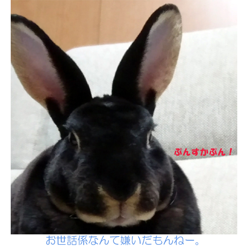 f:id:monakablackrabbit:20181118182011j:plain f:id:monakablackrabbit:20181118182011j:plain