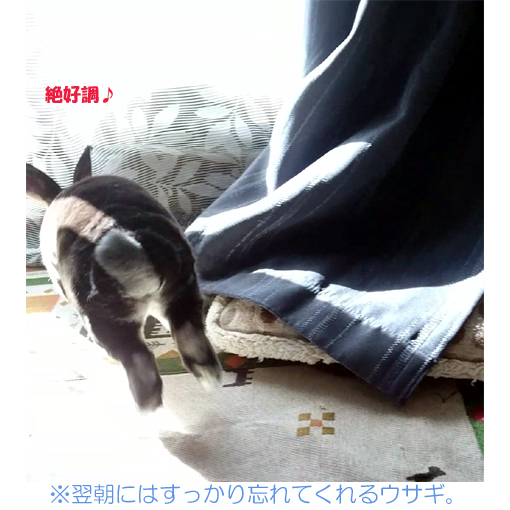 f:id:monakablackrabbit:20181118182424j:plain f:id:monakablackrabbit:20181118182424j:plain