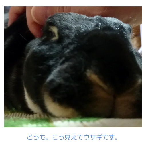 f:id:monakablackrabbit:20190330171256j:plain f:id:monakablackrabbit:20190330171256j:plain