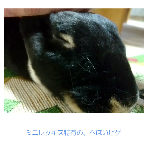 f:id:monakablackrabbit:20190330172120j:plain f:id:monakablackrabbit:20190330172120j:plain