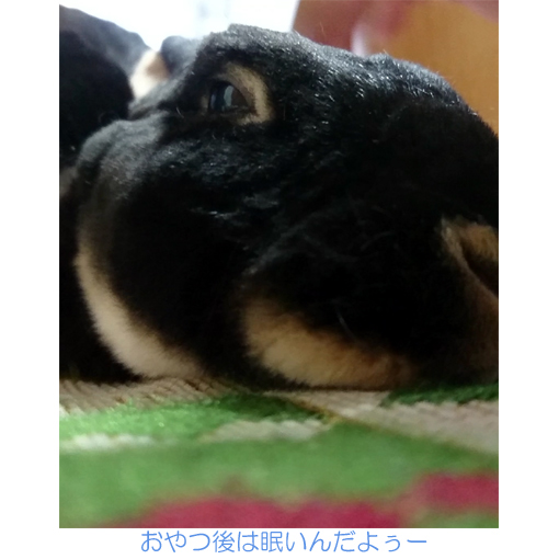 f:id:monakablackrabbit:20190330172417j:plain f:id:monakablackrabbit:20190330172417j:plain