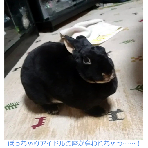 我が家のアイドル 急成長中 モナカです 黒ウサギ
