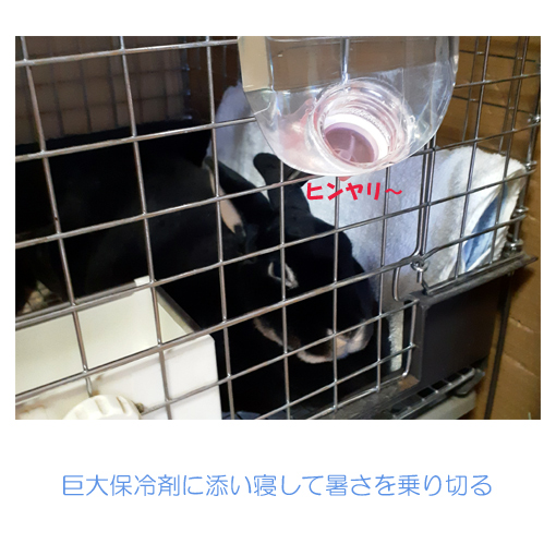f:id:monakablackrabbit:20210729235632j:plain