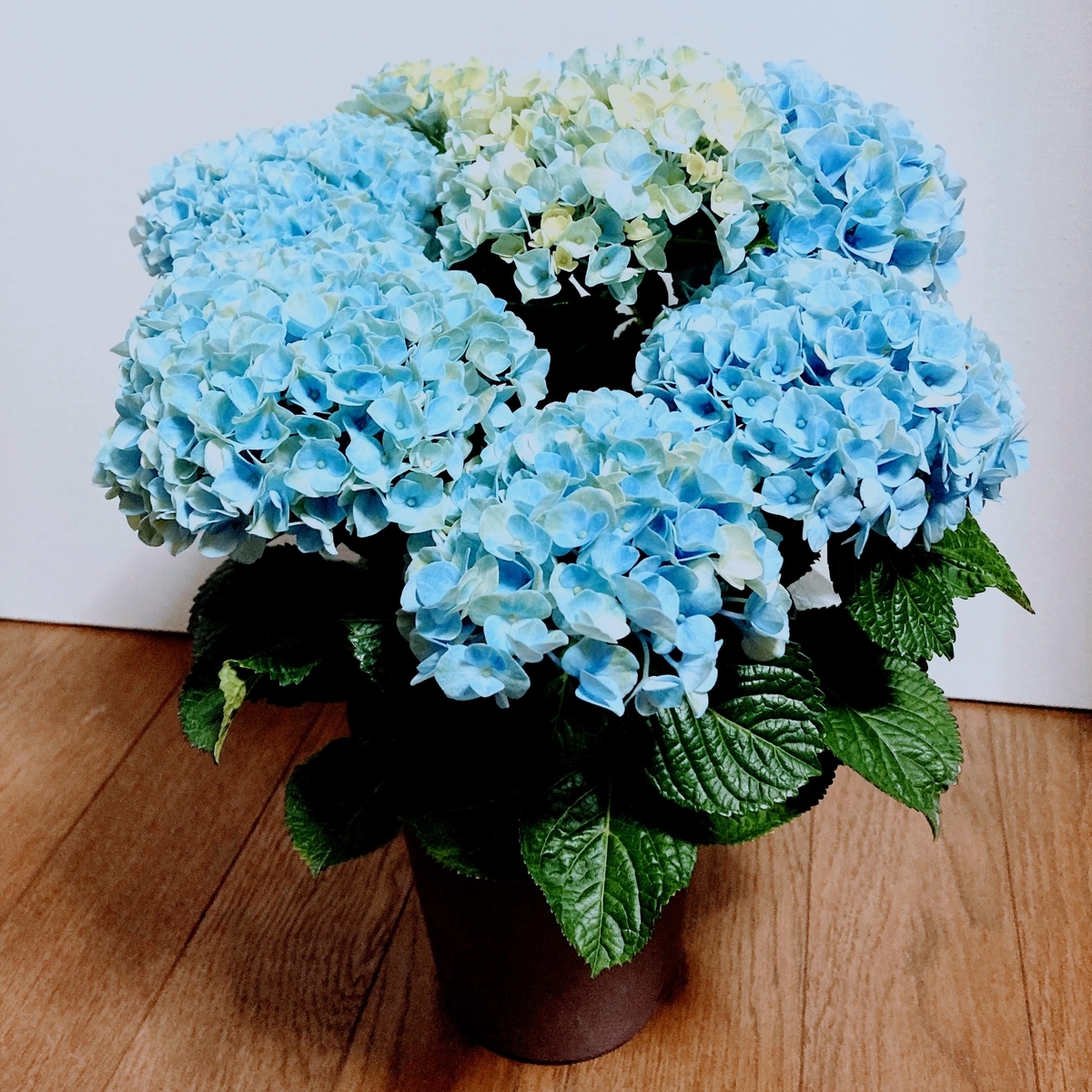 f:id:monayouzhu:20210702190529j:plain