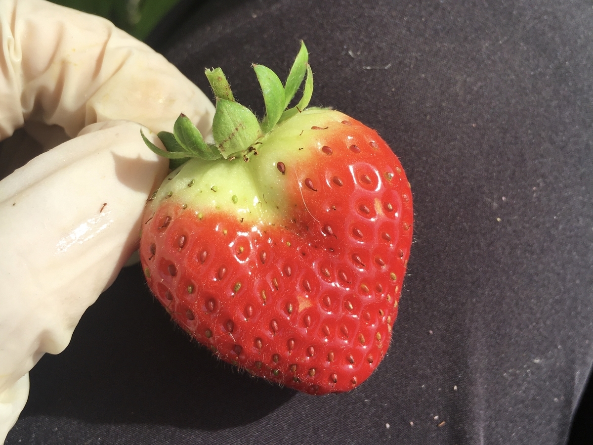 f:id:monchourelife:20201201122900j:plain