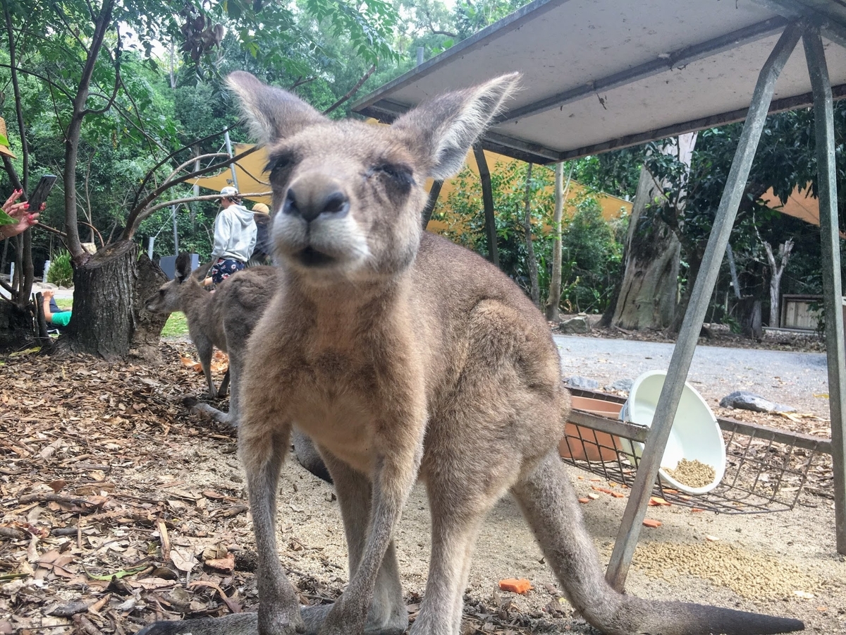 f:id:monchourelife:20201201123843j:plain