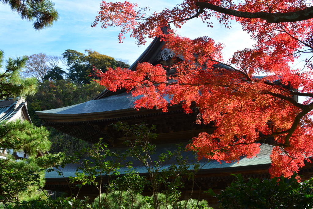 鎌倉五山第一位の巨刹 建長寺の紅葉 Mondo7 S Blog
