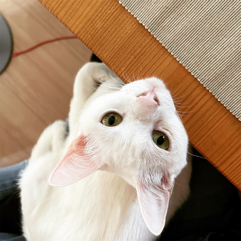ホイミとは ゲームの人気 最新記事を集めました はてな