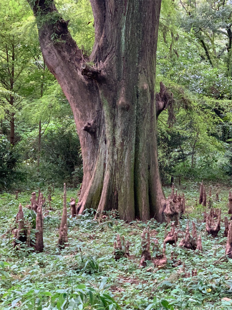 f:id:mone627:20191113225306j:image