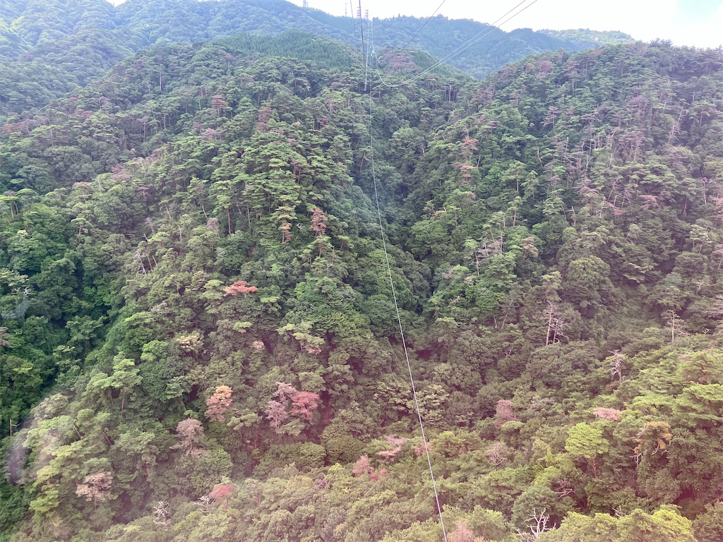 f:id:monetniwa:20250731212527j:image