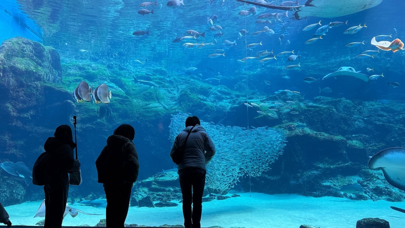 アフターツアー水族館