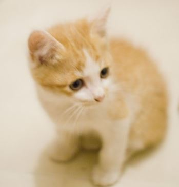 f:id:moneygamex:20180412174006p:plain f:id:moneygamex:20180412174006p:plain