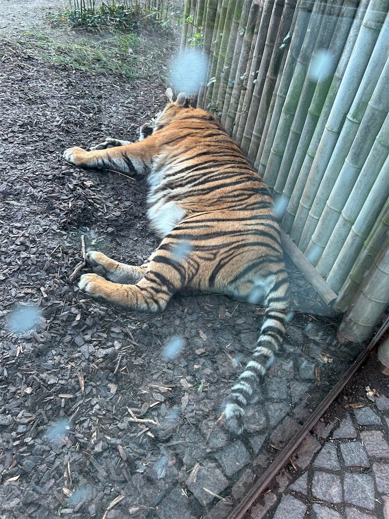 f:id:moneysetuyaku:20240319174246j:image f:id:moneysetuyaku:20240319174246j:image