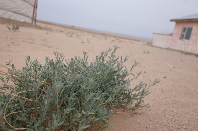 f:id:mongolia28:20170623154218j:plain f:id:mongolia28:20170623154218j:plain