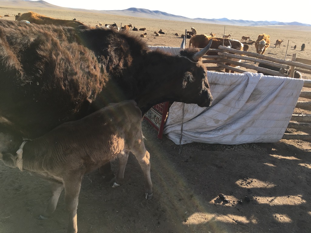 f:id:mongolia28:20170625170923j:plain f:id:mongolia28:20170625170923j:plain