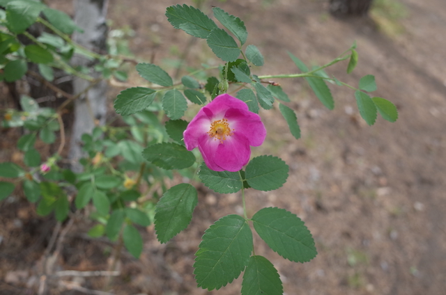 f:id:mongolia28:20170707123204j:plain