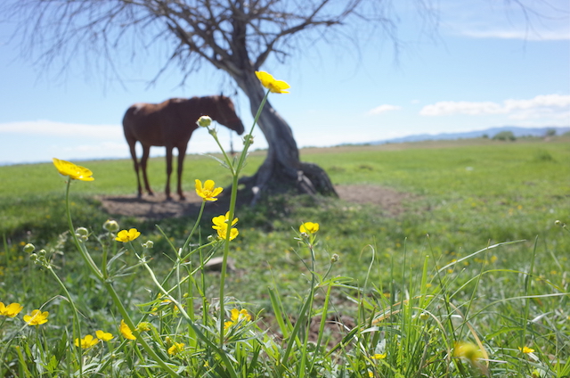 f:id:mongolia28:20170707133035j:plain