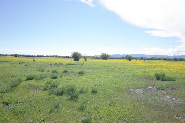 f:id:mongolia28:20170707133151j:plain