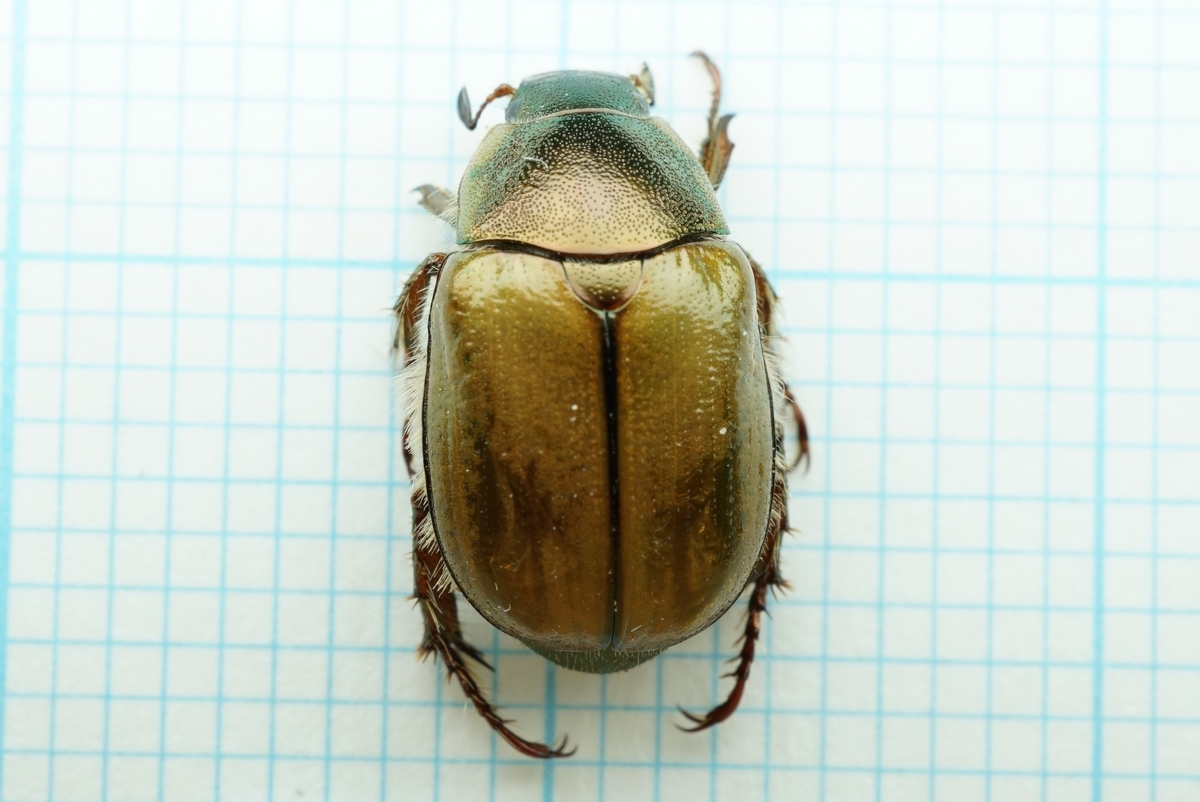 自宅周りで採集した虫たち コガネムシ科 Mongoriz 2のブログ